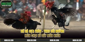 Đá Gà Cựa Tròn - Theo Dõi Những Màn Chọi Kê Đầy Mãn Nhãn